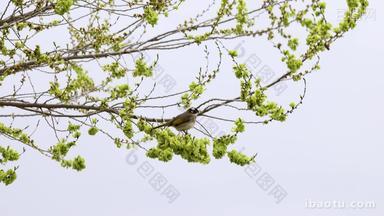 实拍8k春天发芽树上的榆鸟